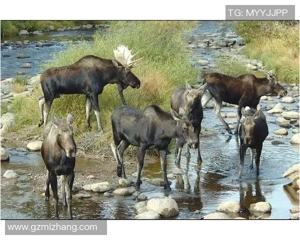 雄鹿栖息地与生态角色探析：自然环境中的草食性巨兽