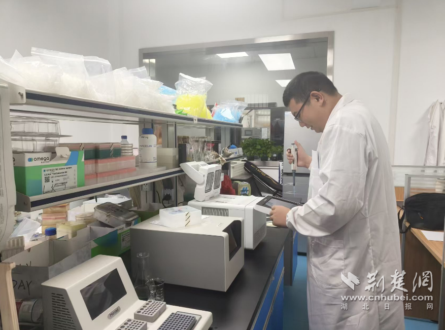 jinnianhui金年会官网湖北大学造“菌”突围 生物制作点亮“中国芯”(图4)